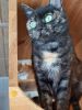 Kitti (3)